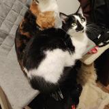 Picture of cat lost at Angers