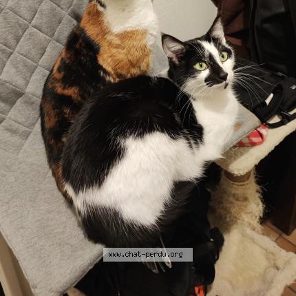 Photo 1/1 Meiko Chat lost in Angers