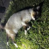 Picture of cat found at Saint Philbert De Grand Lieu