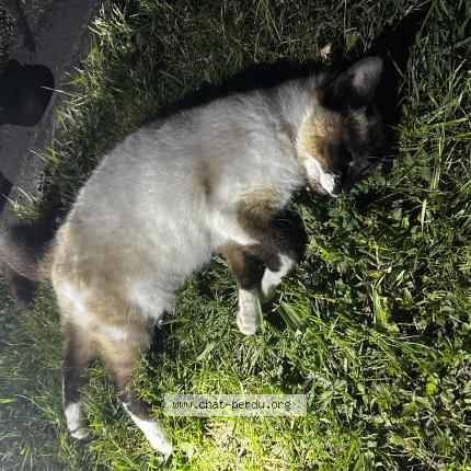 Photo 1/1 Found cat Found in Saint philbert de grand lieu