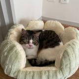 Picture of cat lost at Lyon 03