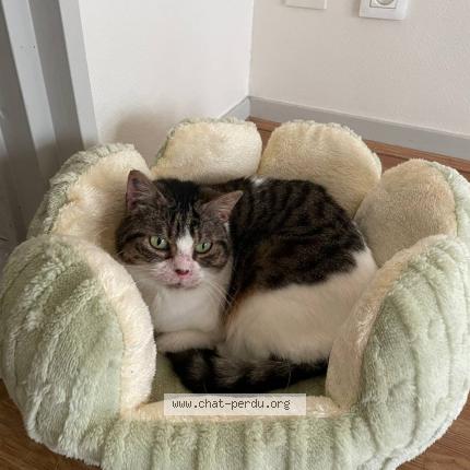 Photo 1/1 Wall e Chat lost in Lyon 03