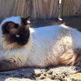 Picture of cat lost at Niort