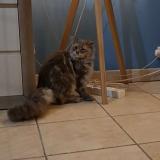 Picture of cat found at Brest