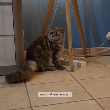 Photo 1/1 Found cat Found in Brest