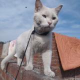 Picture of cat lost at Lahore