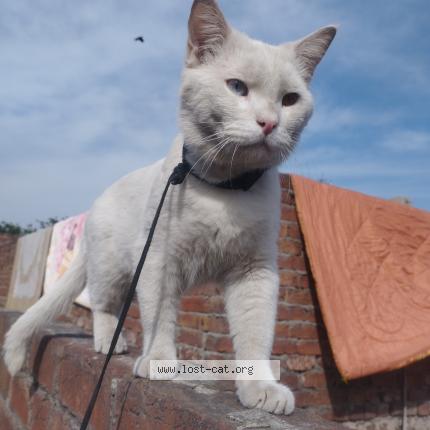 Photo 1/1 Chito Chat lost in Lahore