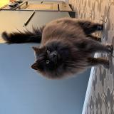 Picture of cat lost at Saint Lumine De Clisson