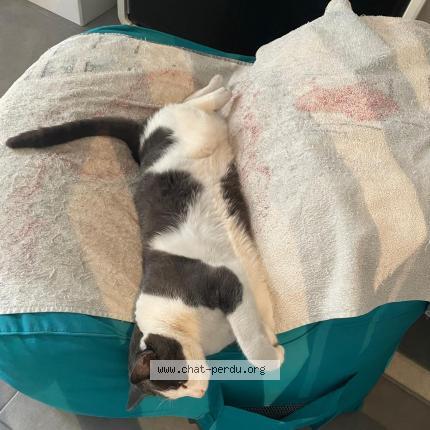 Photo 1/1 Shaki Chat lost in Cannes la bocca