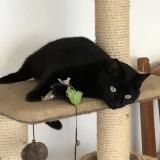 Picture of cat lost at La Roche Sur Yon