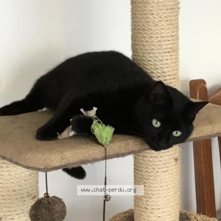 Photo 1/1 Isis Chat lost in La roche sur yon