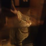 Picture of cat found at Diges