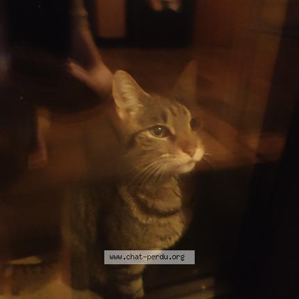 Photo 1/1 Found cat Found in Diges