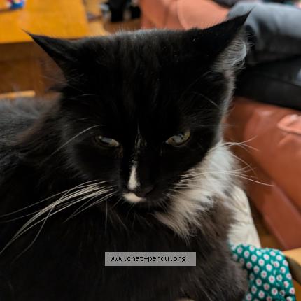 Photo 1/1 Mr Nibbles Chat lost in Hyeres