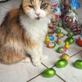 Picture of cat lost at Saint Cesaire