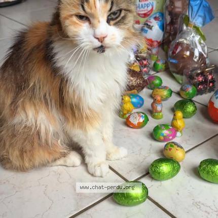 Photo 1/1 Zora Chat lost in Saint cesaire