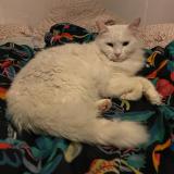 Picture of cat lost at Creteil