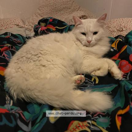 Photo 1/1 Ficelle Chat lost in Creteil