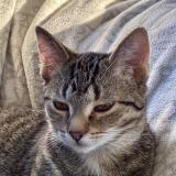 Picture of cat lost at Clef Vallee D Eure