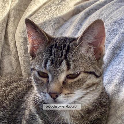 Photo 1/1 Belle Chat lost in Clef vallee d eure