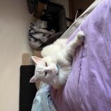 Picture of cat lost at Bramois