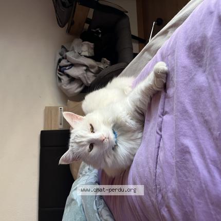 Photo 1/1 Canaille Chat lost in Bramois