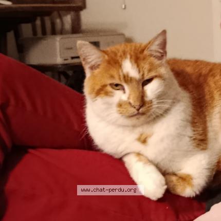 Photo 1/1 Toumaï Chat lost in Messei