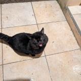 Picture of cat found at Castelnau De Levis