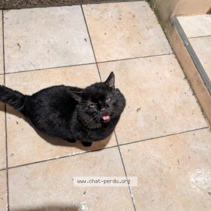 Photo 1/1 Found cat Found in Castelnau de levis