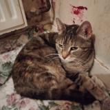 Picture of cat found at Beauvais