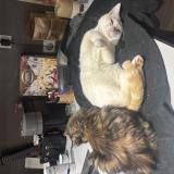 Picture of cat lost at La Varenne St Hilaire