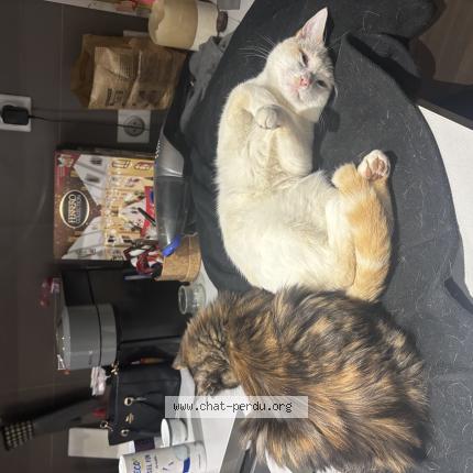 Photo 1/1 Natsu Chat lost in La varenne st hilaire