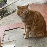 Picture of cat found at Fontaine