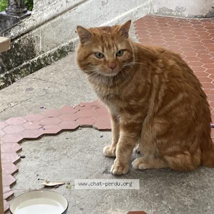 Photo 1/2 Found cat Found in Fontaine