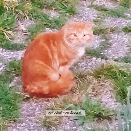 Photo 2/2 Found cat Found in Fontaine