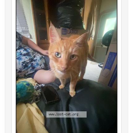 Photo 1/1 Max Chat lost in Ruskin