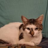 Picture of cat lost at La Loupe