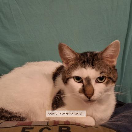 Photo 1/1 Tigrou Chat lost in La loupe