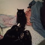 Picture of cat lost at Pignan