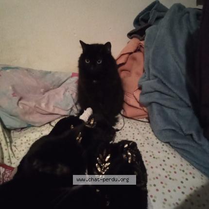 Photo 1/1 Yin Chat lost in Pignan