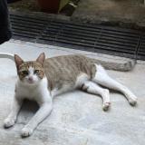 Picture of cat lost at Singapore