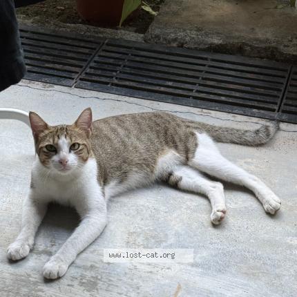 Photo 1/1 dudu Chat lost in Singapore