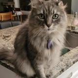 Picture of cat lost at Sherwood Park