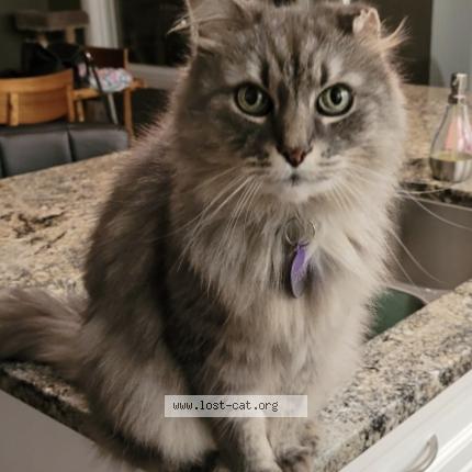 Photo 1/1 Gizmo Chat lost in Sherwood park