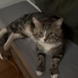Picture of cat lost at Argenteuil