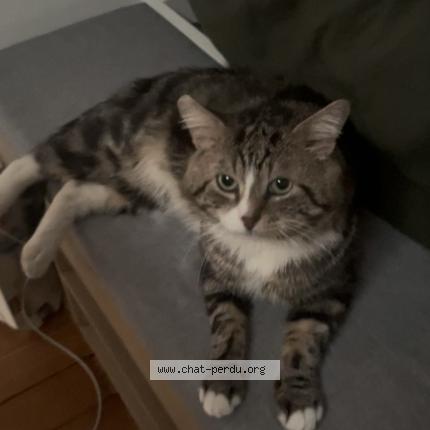 Photo 1/1 Gucci Chat lost in Argenteuil