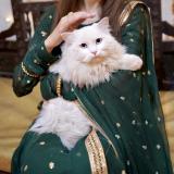 Picture of cat lost at Lahore