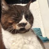 Picture of cat found at Bordes