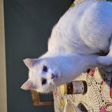 Photo of a cat found in Sart Lez Spa