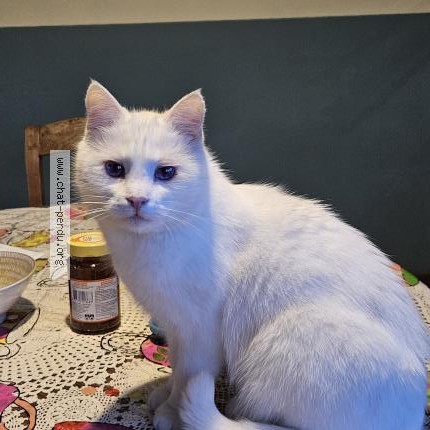 Foto 1/1 Kat teruggevonden Vermist in Sart Lez Spa
